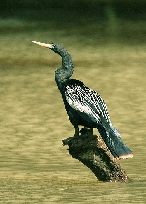 Anhinga anhinga